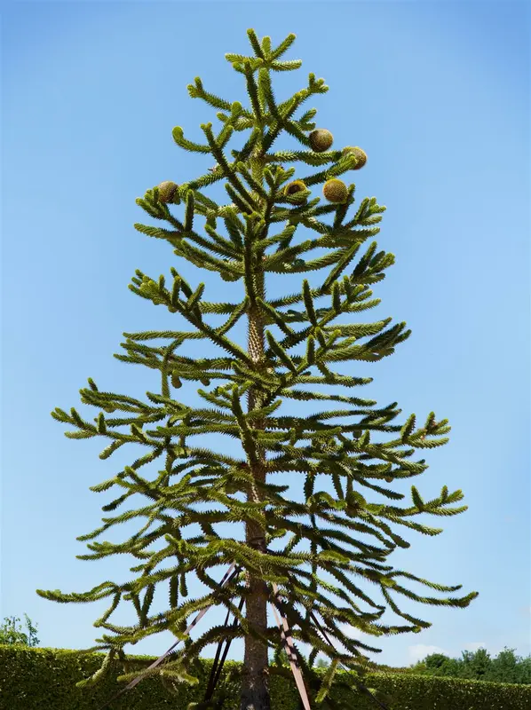 Araucaria araucana 40- 50   C7,5 - afbeelding 3