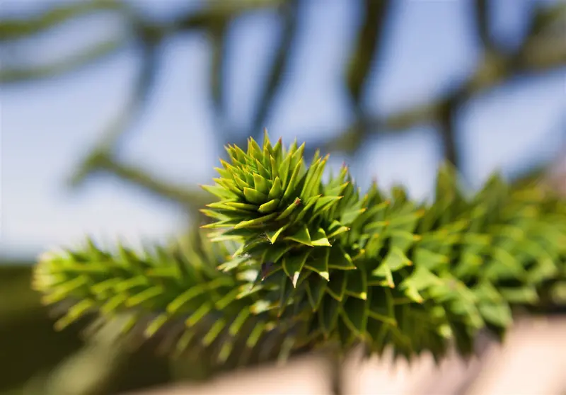 Araucaria araucana 80-100   C20 - afbeelding 2
