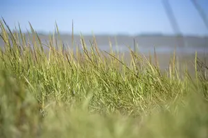 arenaria - afbeelding 4