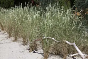 ammophila arenaria P9 - afbeelding 5
