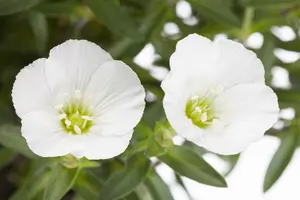 Arenaria montana 'Mont Blanc' P9 - afbeelding 1