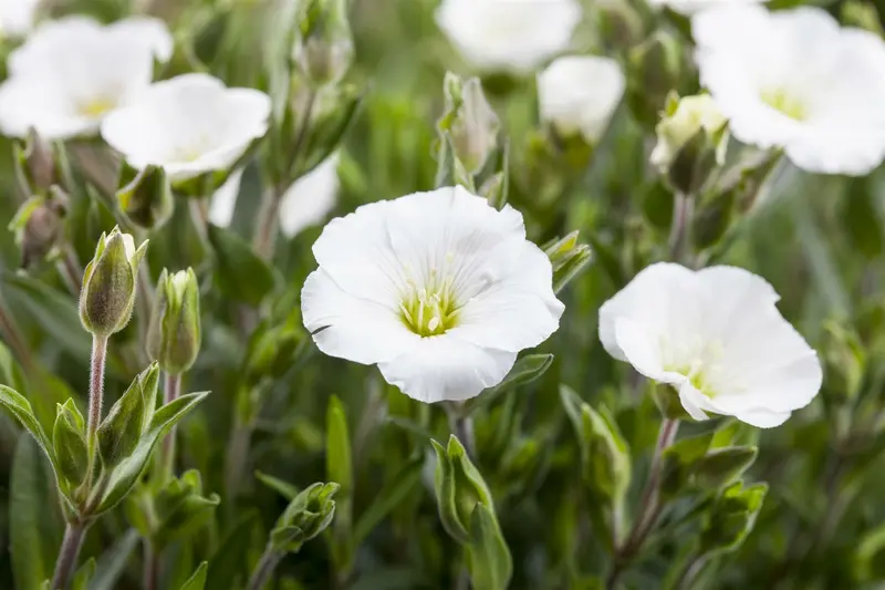 Arenaria montana 'Mont Blanc' P9 - afbeelding 3