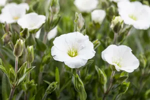 Arenaria montana 'Mont Blanc' P9 - afbeelding 3
