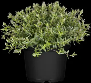 Arenaria montana 'Mont Blanc' P9 - afbeelding 2