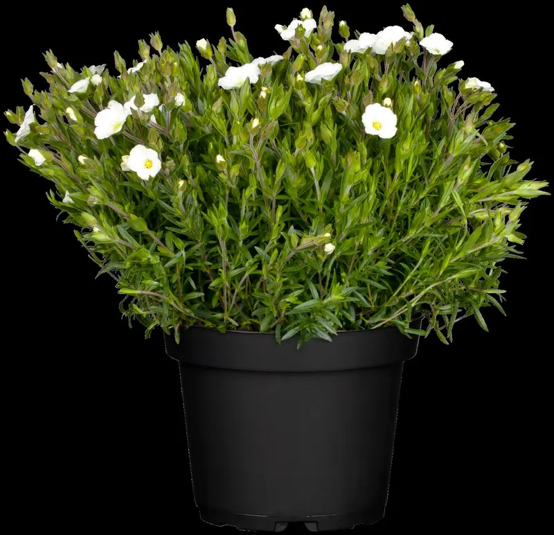 Arenaria montana 'Mont Blanc' P9 - afbeelding 4