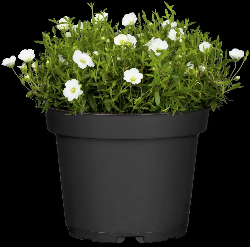 Arenaria montana 'Mont Blanc' P9 - afbeelding 5