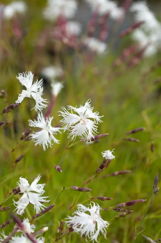 dianthus arenarius P9 - afbeelding 3