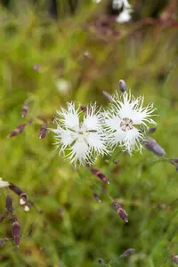 dianthus arenarius P9 - afbeelding 4