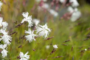 dianthus arenarius P9 - afbeelding 1