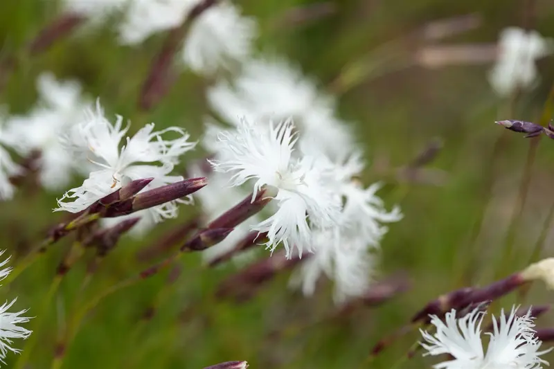 dianthus arenarius P9 - afbeelding 2