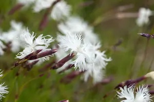 dianthus arenarius P9 - afbeelding 2