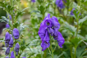 aconitum carm. 'arendsii' P9 - afbeelding 2