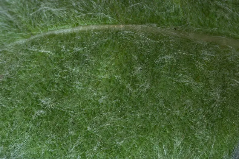 salvia argentea P9 - afbeelding 2