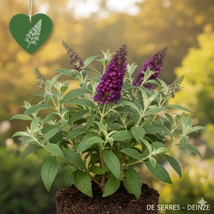 Buddleja davidii 'Argus Velvet'® C (40- 60)