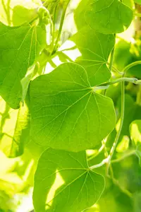 aristolochia macrophylla ( durior) (200-250 cm) - afbeelding 2