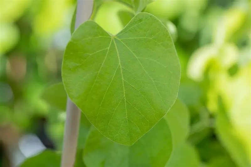 aristolochia macrophylla ( durior) (200-250 cm) - afbeelding 4