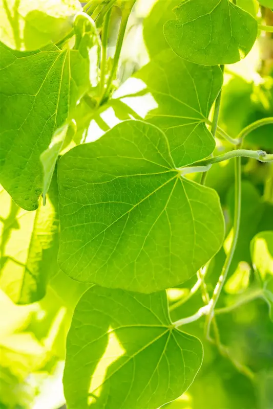 aristolochia macrophylla ( durior) (50- 60cm) - afbeelding 2