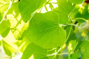 aristolochia macrophylla ( durior) (50- 60cm) - afbeelding 3