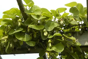 aristolochia macrophylla ( durior) (50- 60cm) - afbeelding 4