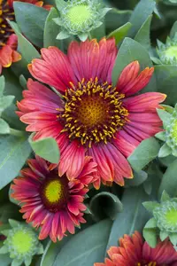 gaillardia arizona 'red shades' P9
