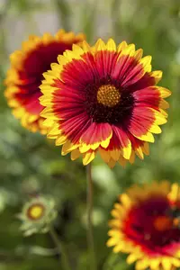 Arizona Sun - afbeelding 2