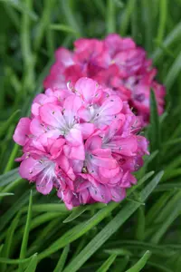 Armada Rose - afbeelding 1