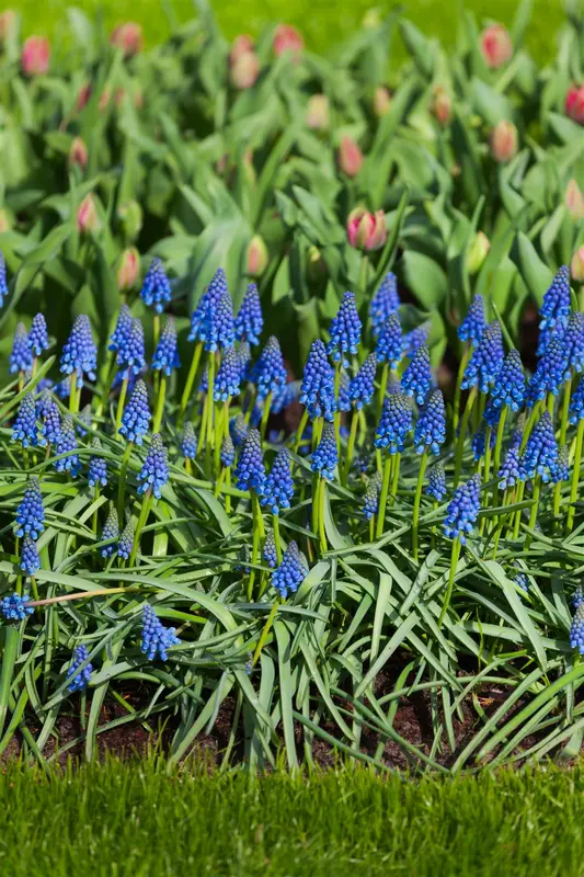 muscari armeniacum P9 - afbeelding 3