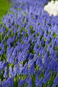 muscari armeniacum P9 - afbeelding 5