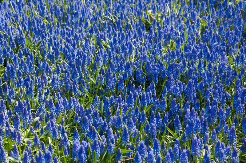muscari armeniacum P9 - afbeelding 1