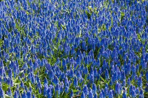 muscari armeniacum P9 - afbeelding 5
