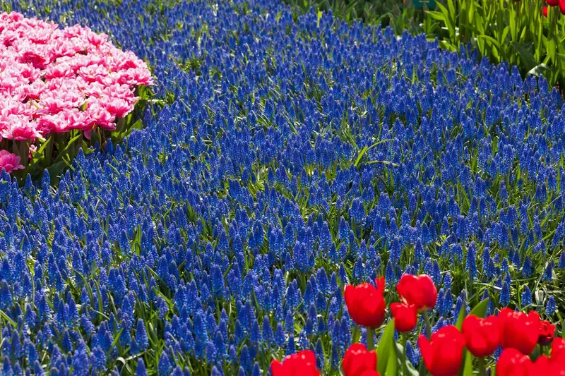 muscari armeniacum P9 - afbeelding 2