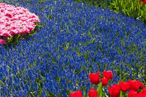 muscari armeniacum P9 - afbeelding 2