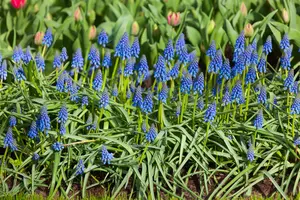 muscari armeniacum P9 - afbeelding 4