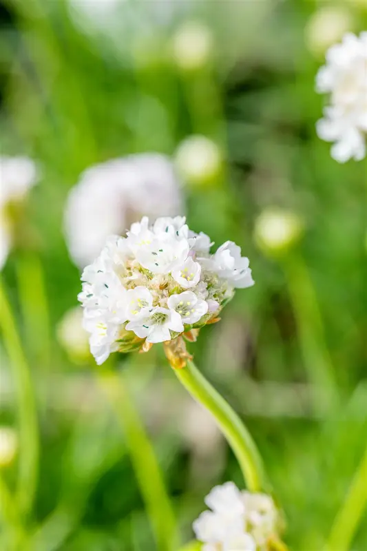Armeria mar. 'Alba' C2 - afbeelding 5