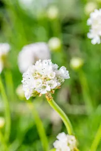 Armeria mar. 'Alba' C2 - afbeelding 5