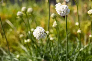 Armeria mar. 'Alba' C2 - afbeelding 3