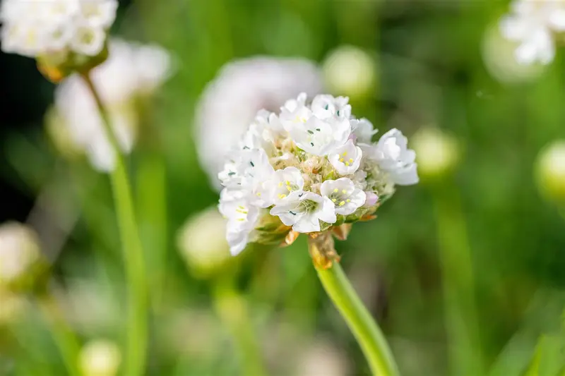 Armeria mar. 'Alba' C2 - afbeelding 4