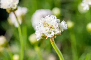 Armeria mar. 'Alba' C2 - afbeelding 4