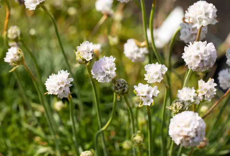 Armeria mar. 'Alba' C2 - afbeelding 2