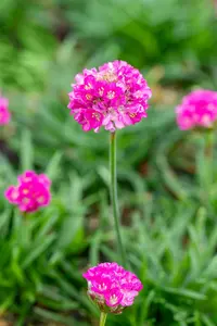 Armeria mar. 'Dusseldorfer Stolz' P9 - afbeelding 3