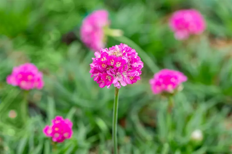 Armeria mar. 'Dusseldorfer Stolz' P9 - afbeelding 2