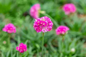 Armeria mar. 'Dusseldorfer Stolz' P9 - afbeelding 2