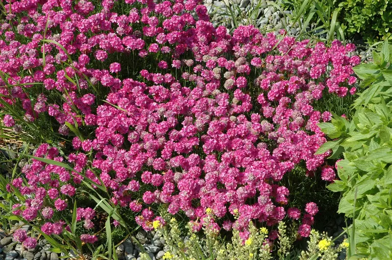 Armeria mar. 'Dusseldorfer Stolz' P9 - afbeelding 1