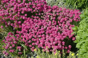 Armeria mar. 'Dusseldorfer Stolz' P9 - afbeelding 1