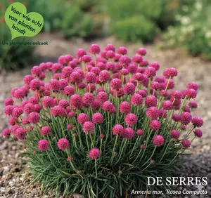Armeria maritima 'Rosea Compacta' P9