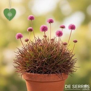 Armeria maritima 'Rubrifolia' P9