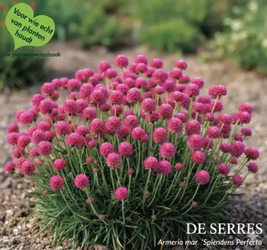Armeria maritima 'Splendens Perfecta' P9