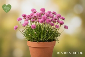 Armeria maritima 'Vesuv' P9