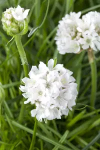 maritima - afbeelding 6
