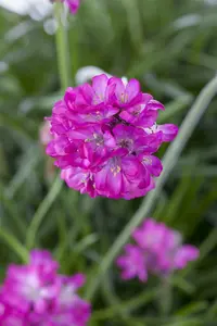 maritima - afbeelding 7